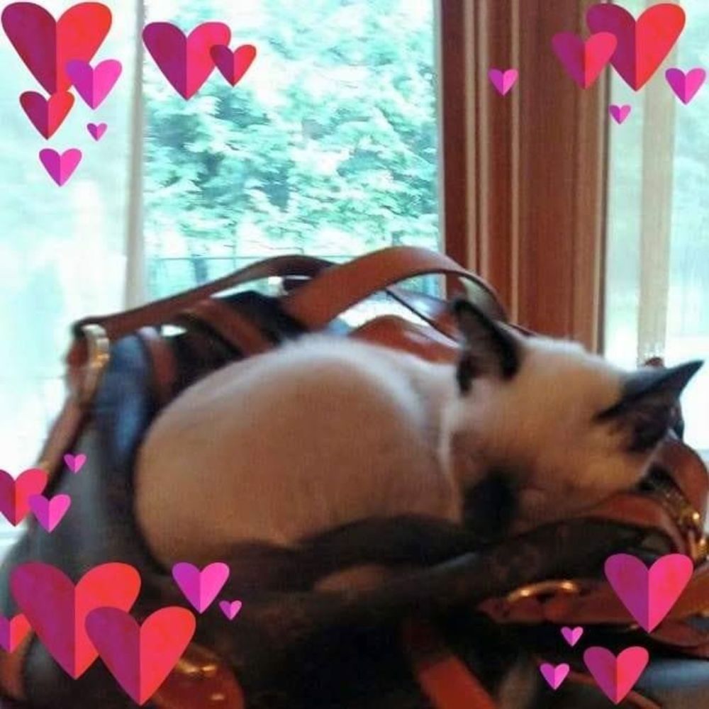 Meet your Posher, Lisa